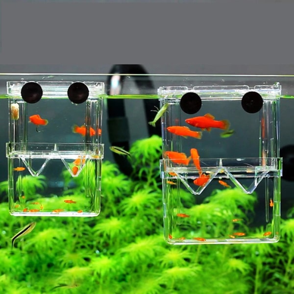 Double-Deck Clear Fish Breeding Isolation Box Aquarium Fish Tan L