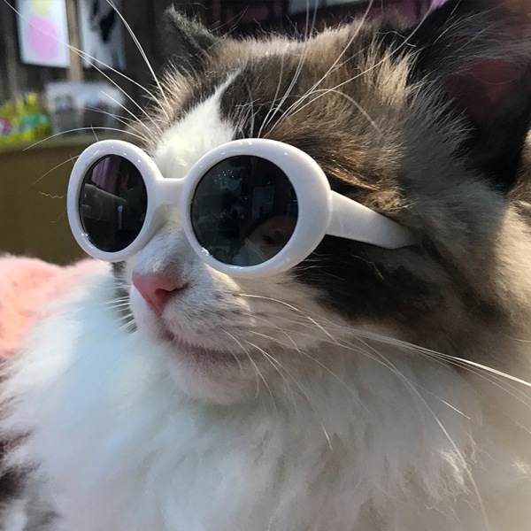 Cool Glasses Pet Solbriller 20cm Dolls Eyeglasses Phot A3 ed88 | | Fyndiq