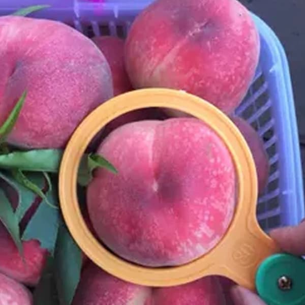 13 st fruktdiametermätverktyg i plast B