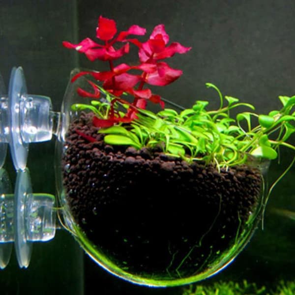 Fisketank Mini Krystalglasgryde Vandpottet Aquatic ing Cylin