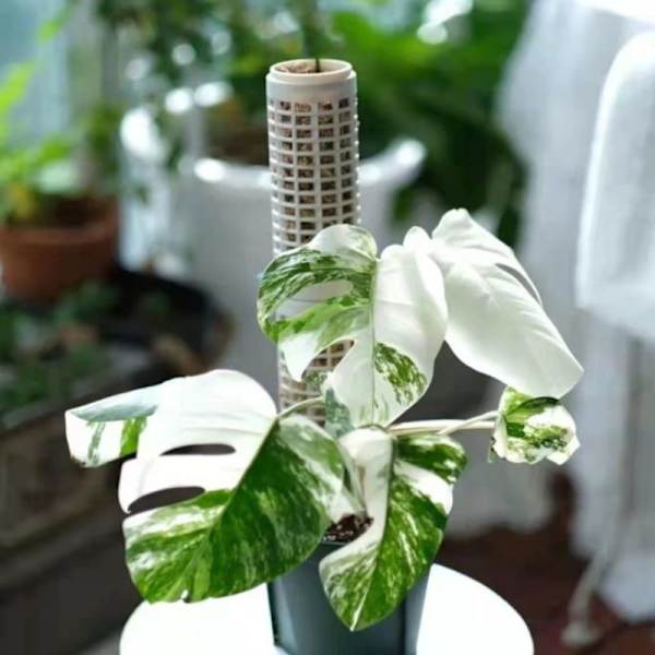 Moss Pole Climbing Coir Moss Totempæle Stick til Monstera Pot Green