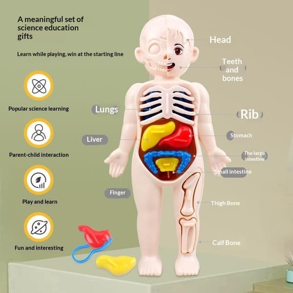Ihmiskehon anatomian opetuslelu irrotettavilla elimillä lapsille