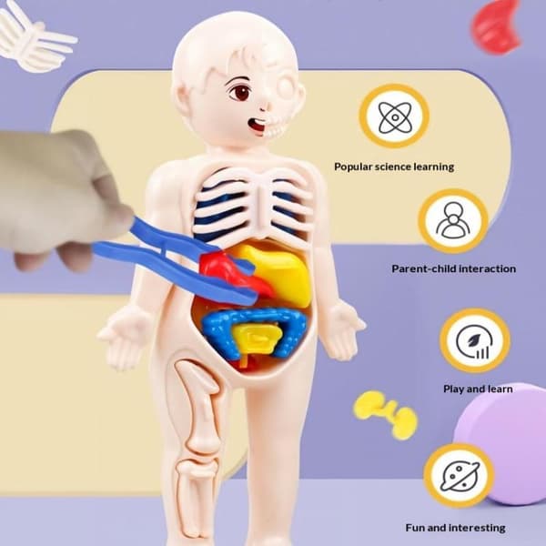 Ihmiskehon anatomian opetuslelu irrotettavilla elimillä lapsille