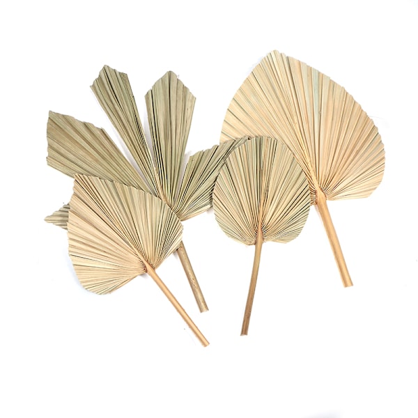 Palm Fan Leaf Torkad Blomma Palm Leaf Festdekoration Bröllop S C