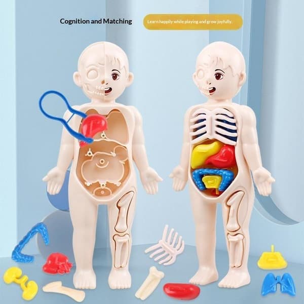 Ihmiskehon anatomian opetuslelu irrotettavilla elimillä lapsille