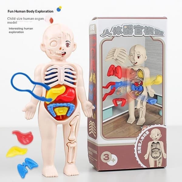 Ihmiskehon anatomian opetuslelu irrotettavilla elimillä lapsille