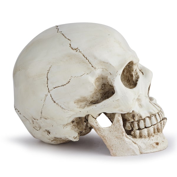 Anatomisk hodeskallemodell - Realistisk menneskehodeskalle i harpiks - Livsstørrelse kraniedekorasjon for medisinske anatomiklasser og Halloween-dekorasjon