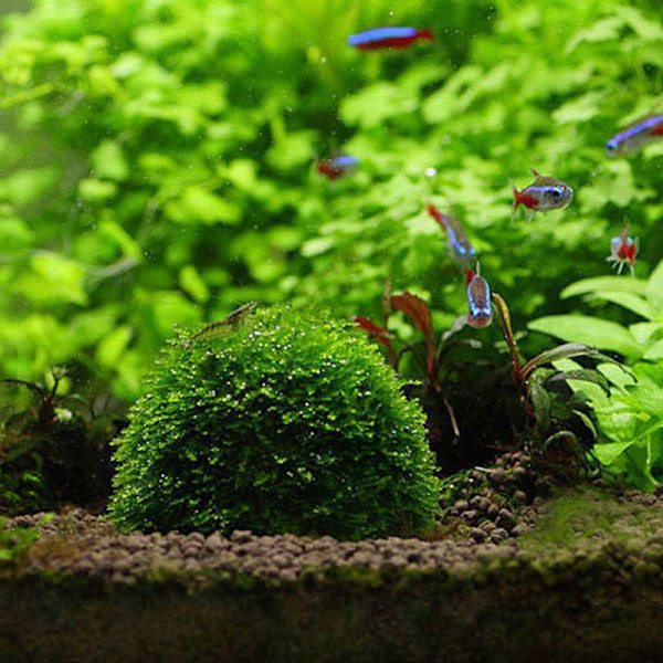 Akvarie Plastmoskugle, Akvariefisketank Funktionel Levende Planteholder