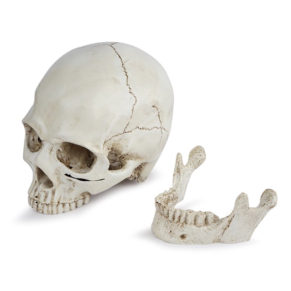 Anatomisk hodeskallemodell - Realistisk menneskehodeskalle i harpiks - Livsstørrelse kraniedekorasjon for medisinske anatomiklasser og Halloween-dekorasjon