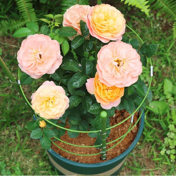 2-pack Växtstöd Bur Rostbeständigt Trädgårdsringstöd Växtstöd för Tomat, Spaljé, Klätterväxt, Blomma, 45 cm H
