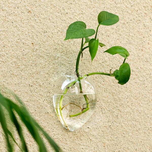 Vægmonteret glasbeholder til planter - Vandbeholder til luftplanter