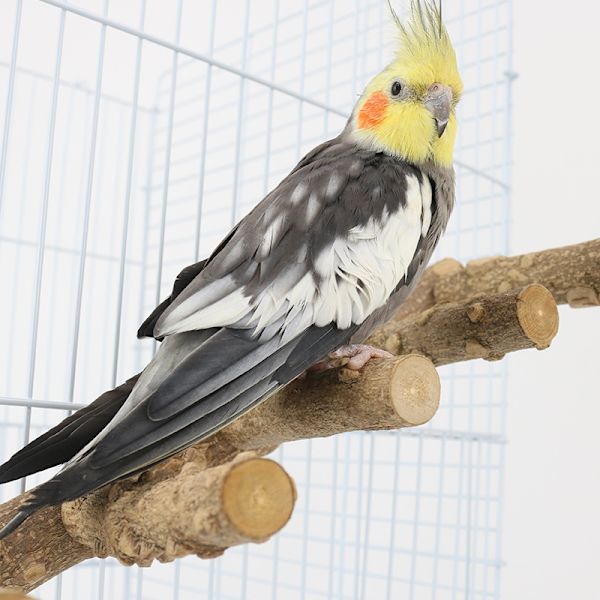 Luonnonpuinen linnun orsi, linnun tikkaat, papukaijatikapuut, hamsterin kiipeilylelut, luonnonpuinen jalusta, papukaijan pureskelulelu pienille eläimille