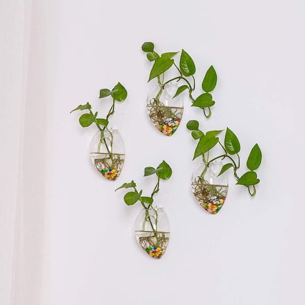 Vægmonteret glasbeholder til planter - Vandbeholder til luftplanter