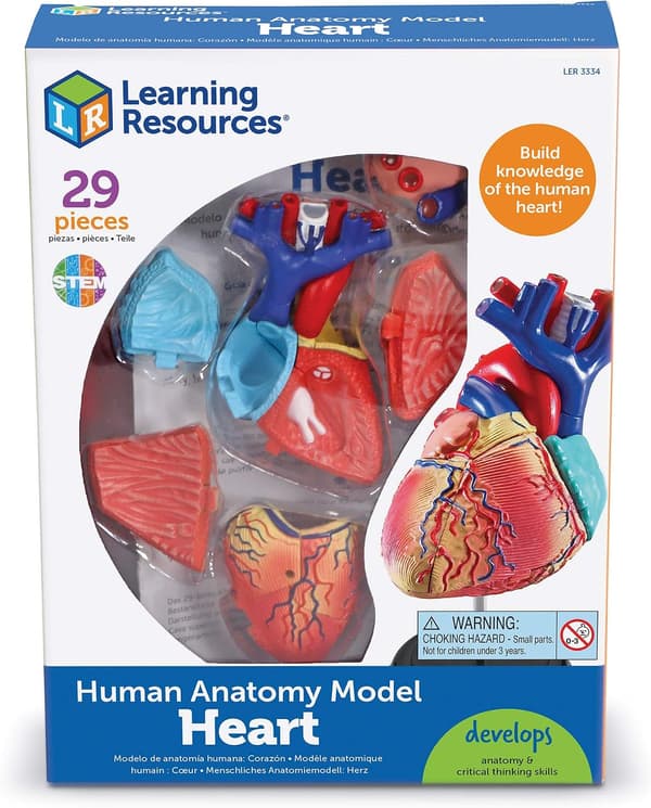 Anatomisk model af menneskehjertet til undervisning og læring for børn fra 8 år og opefter