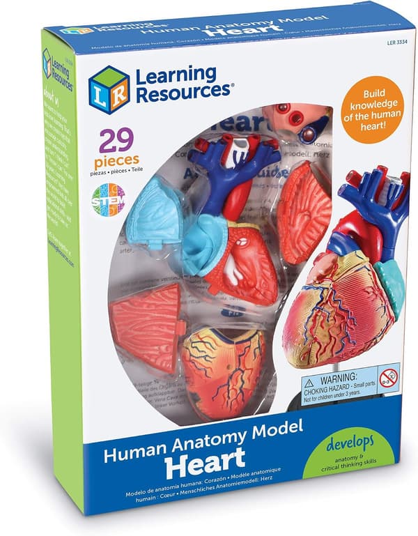 Anatomisk model af menneskehjertet til undervisning og læring for børn fra 8 år og opefter