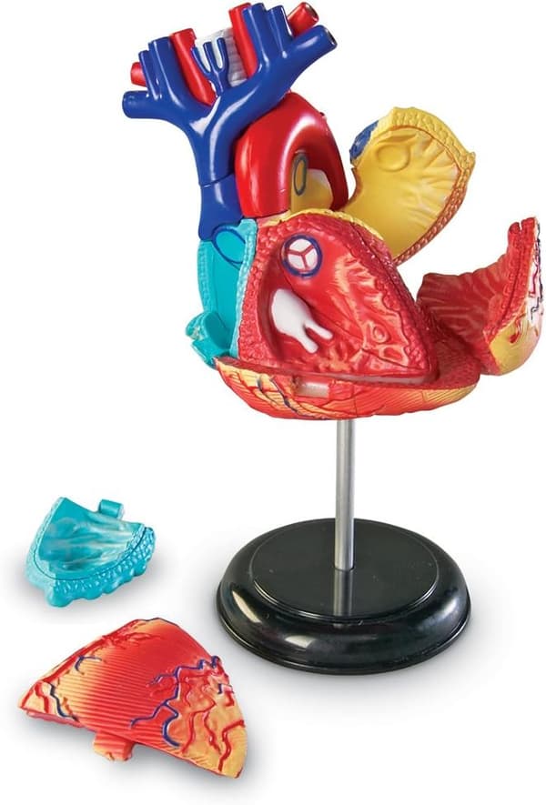 Anatomisk model af menneskehjertet til undervisning og læring for børn fra 8 år og opefter