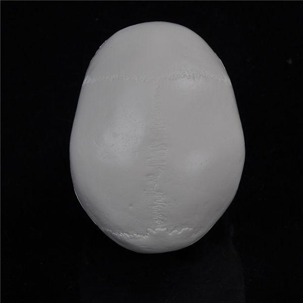 Undervisning Mini Skull Human Anatomical Anatomy Head Model Conven White one size