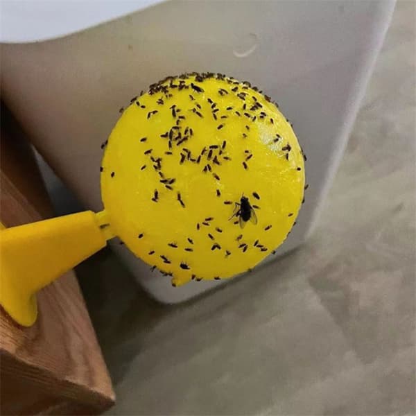 Fruktflugbollar Flugbollsfälla Klibbig Insektsboll Citrus Geting B onesize