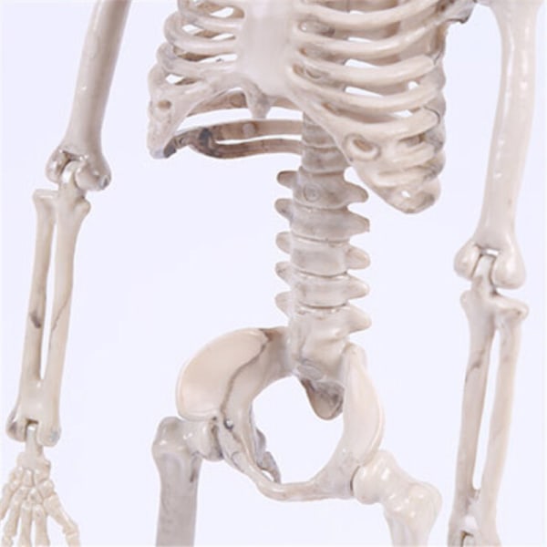 Posable skelet Halloween Decor Man Bone Uhyggelig festdekorat White onesize