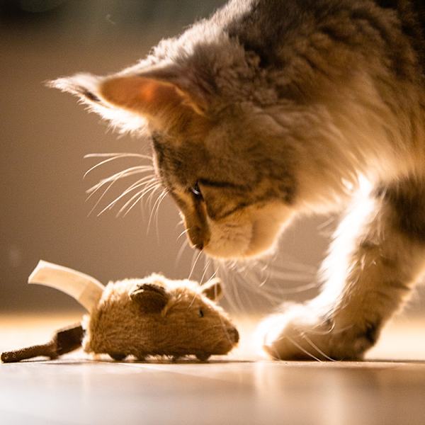 Kattmusleksak Pip - Interaktivt pipande musleksak för katt, melodijagt, rolig pipande kattungeleksak, musljudsleksak för katt mot tristess