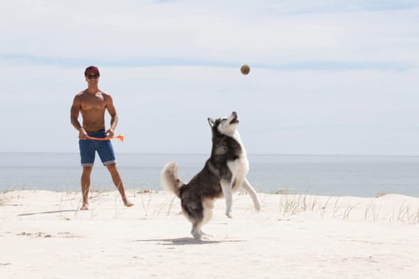 4 tennisbolde med hundeboldkaster, hvalpelegetøj, legetøj til hunde Small