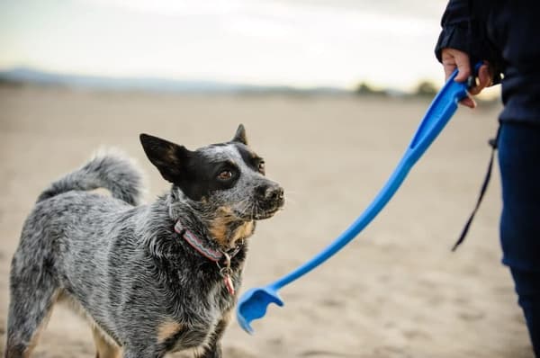 4 tennisbolde med hundeboldkaster, hvalpelegetøj, legetøj til hunde Small