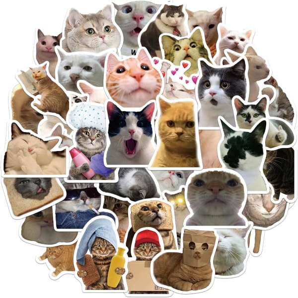50 st Roliga Meme Cat Stickers för barn Tonåringar Flickor Laptop Vattentät Vinyl Dekaler för vattenflaska Case Telefon Scrapbook Gitarr Födelsedagsfest