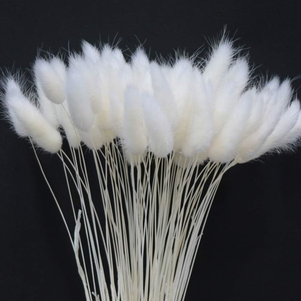 1 nippu / 60 kpl kuivattuja luonnonkukkia koristelu Pampasruoho Kaninhäntäruoho kotijuhlakimppukoristeisiin (valkoinen)