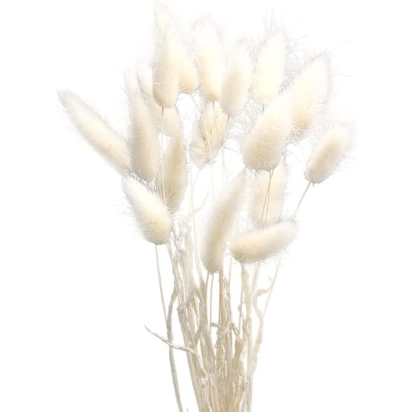 1 nippu / 60 kpl kuivattuja luonnonkukkia koristelu Pampasruoho Kaninhäntäruoho kotijuhlakimppukoristeisiin (valkoinen)