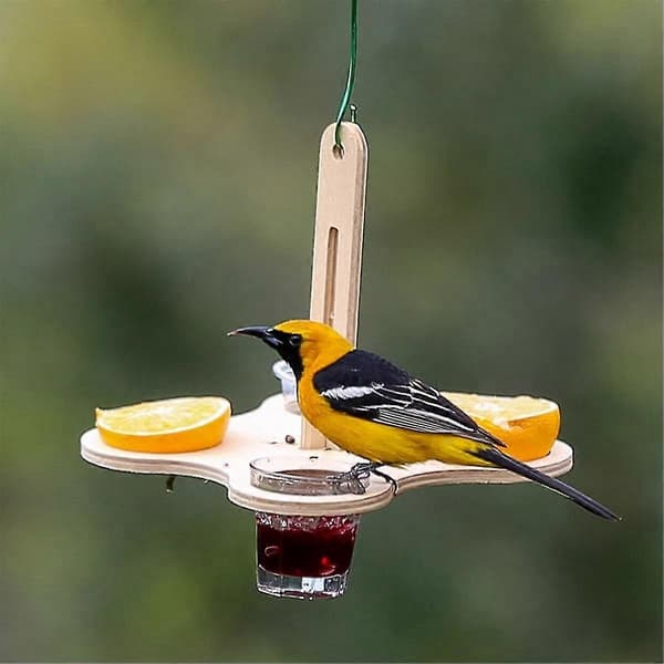 Oriole Fuglefoder til Udendørs Brug, Jelly og Appelsiner Fuglefoder til Ophængning Udendørs