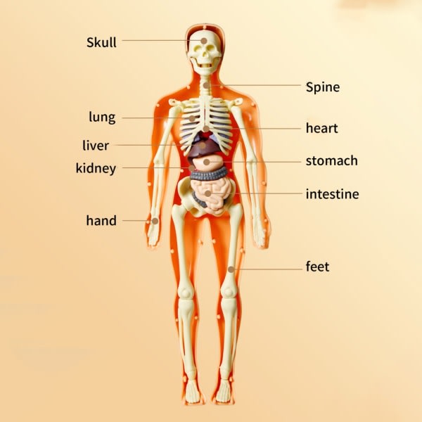 Ihmisen vartalon anatomian luurankomalli irrotettavilla osilla lapsille esikoulun lääketieteelliset koulutusmateriaalit