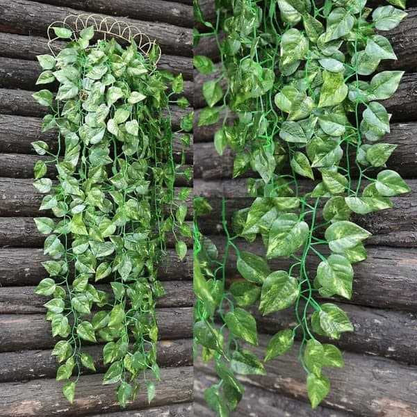 5-pak Hengevine Falsk Bladkrans Chlorella Vine
