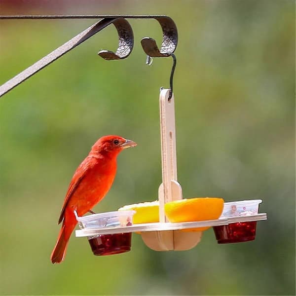 Oriole Fuglefoder til Udendørs Brug, Jelly og Appelsiner Fuglefoder til Ophængning Udendørs
