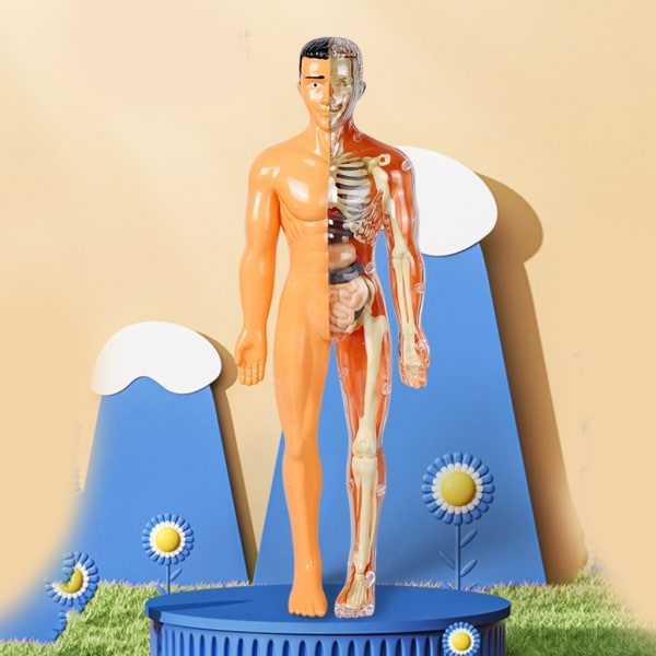 Anatomisk skjelettmodell for menneskelig torso med avtakbare deler for medisinsk utdanningsmateriell for barn i førskolealder