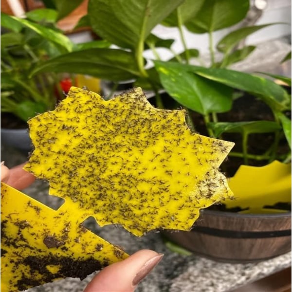 Klistrefelle for skadedyr på potteplanter Fluesnapper 12