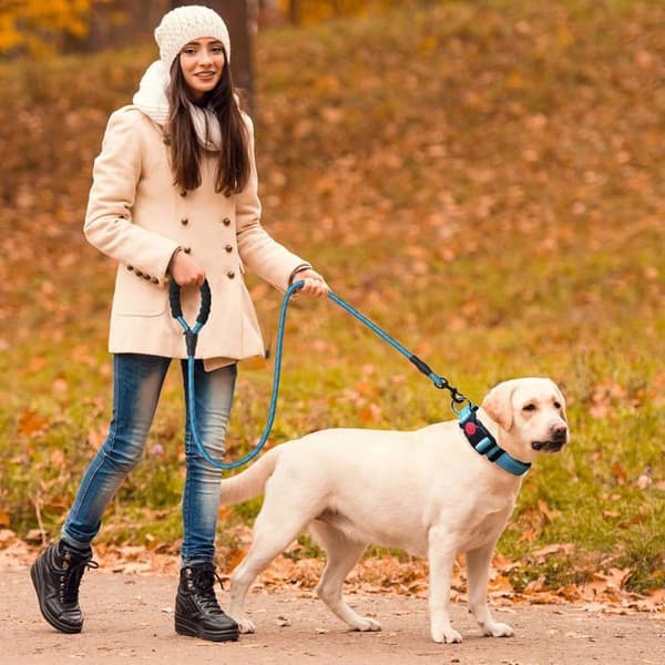 Reflekterende hundehalsbånd, polstret i blødt og åndbart neopren, justerbart i nylon (M, 30-40cm)