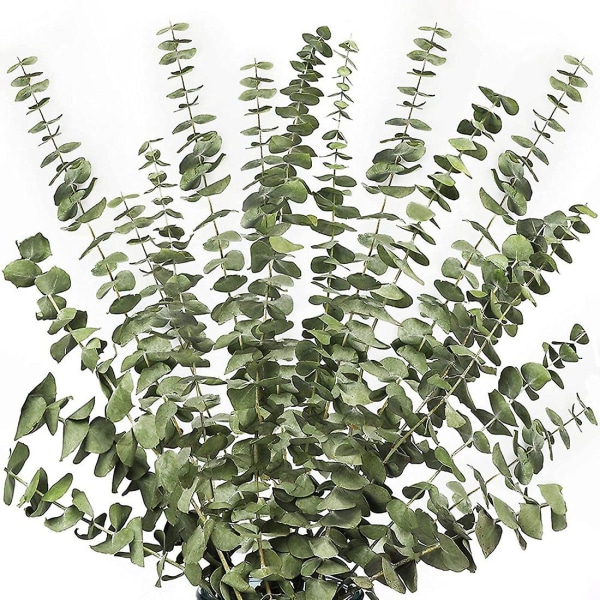 12 stk tørrede eukalyptusgrene grønne stængler, 17 tommer 100% levende eukalyptusblade grønt dekoration