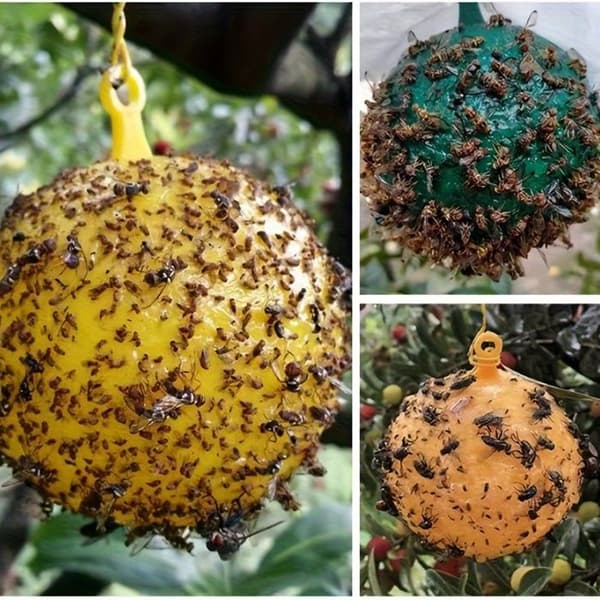 20 sfæriske fælder til flyvende insekter (egnet til frugttræer og citrustræer)