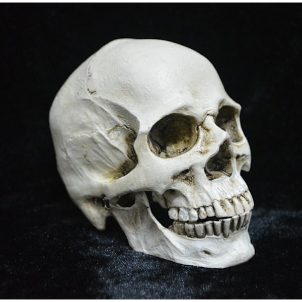Elinkokoinen realistinen ihmisen kallon pääluun malli, anatomian valkoinen hartsikallo, tarkka opetusväline, Halloween-koriste