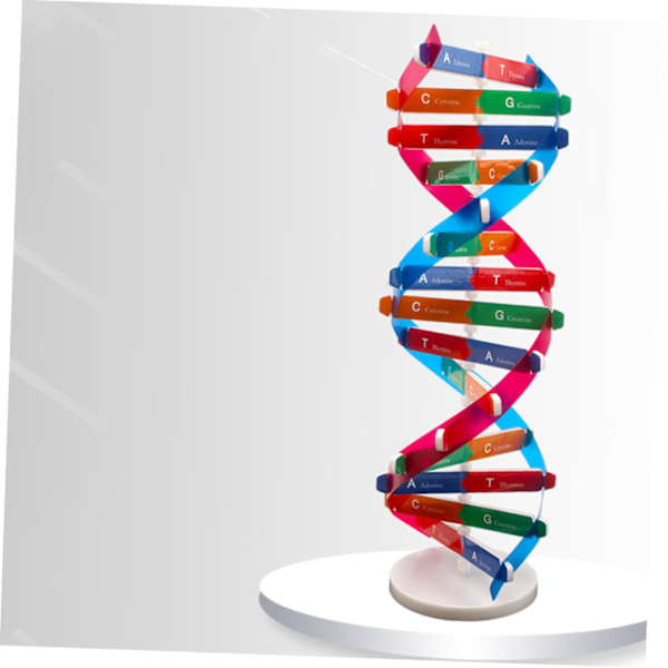 DNA Dobbelt Helix Model af Molekylær Struktur, DNA Samlingsmodel, Klasseundervisning, Dobbelt Helix Model, Menneskekropsmodel