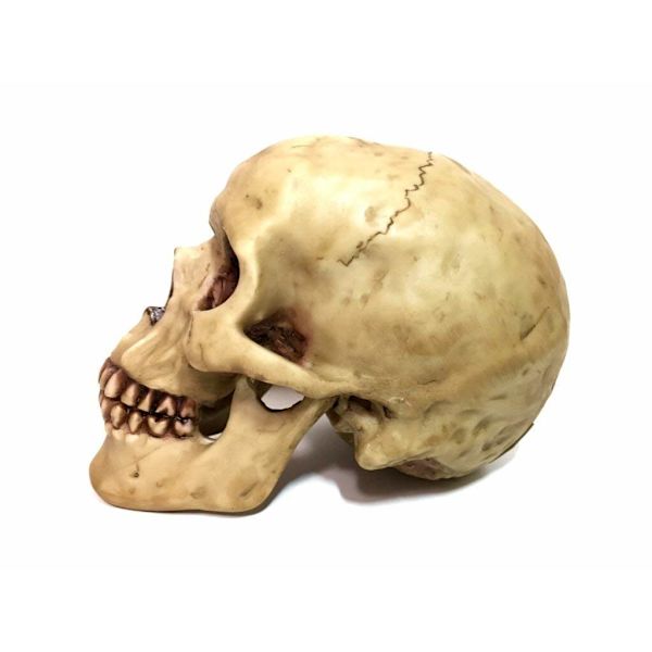 Mycket realistisk replik av mänsklig dödskalle, staty för heminredning, kan användas som säsongsbetonad Halloween-bordsdekoration eller prydnad