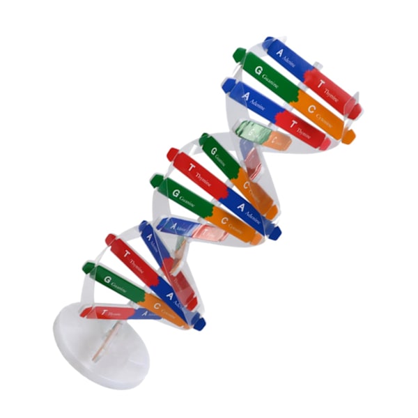 DNA Dobbelt Helix Model af Molekylær Struktur, DNA Samlingsmodel, Klasseundervisning, Dobbelt Helix Model, Menneskekropsmodel