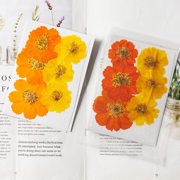 Tørrede pressede blomster til harpiksforme, ægte naturlige pressede blomster til DIY-kunsthåndværk, stearinlysfremstilling, negledekoration, telefonetui (12 stk.)