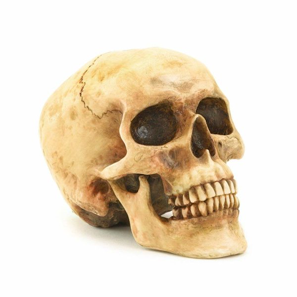 Mycket realistisk replik av mänsklig dödskalle, staty för heminredning, kan användas som säsongsbetonad Halloween-bordsdekoration eller prydnad