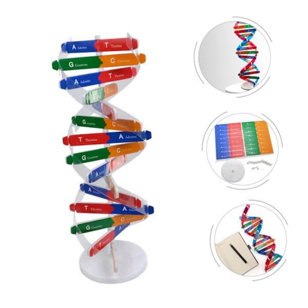 DNA Dobbelt Helix Model af Molekylær Struktur, DNA Samlingsmodel, Klasseundervisning, Dobbelt Helix Model, Menneskekropsmodel