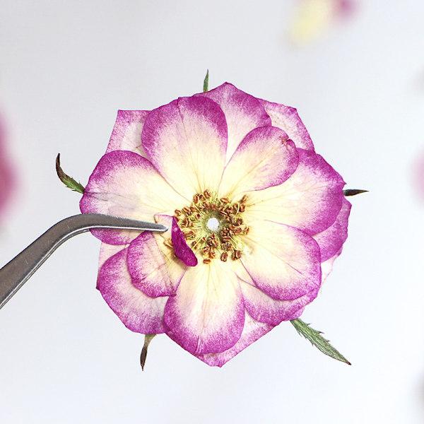 Store lilla tørrede pressede blomster til harpiks, store ægte naturpressede blomsterblade til DIY-håndværk, lys- og scrapbogsmaterialer
