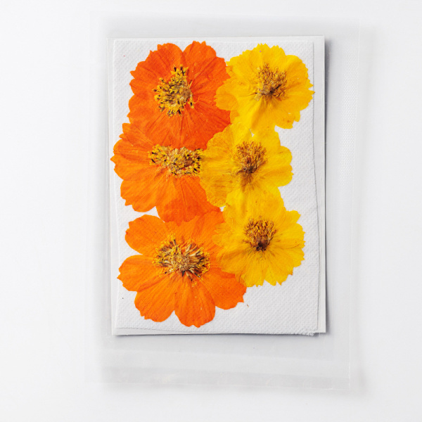 Tørrede pressede blomster til harpiksforme, ægte naturlige pressede blomster til DIY-kunsthåndværk, stearinlysfremstilling, negledekoration, telefonetui (12 stk.)