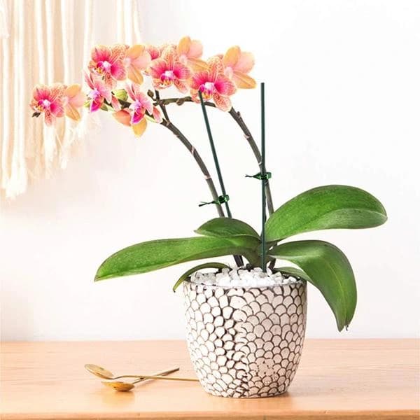 50-pack växtstöd i järntråd för krukväxter, blommor, grönsaker, trädgårdsbruk, grön 40 cm