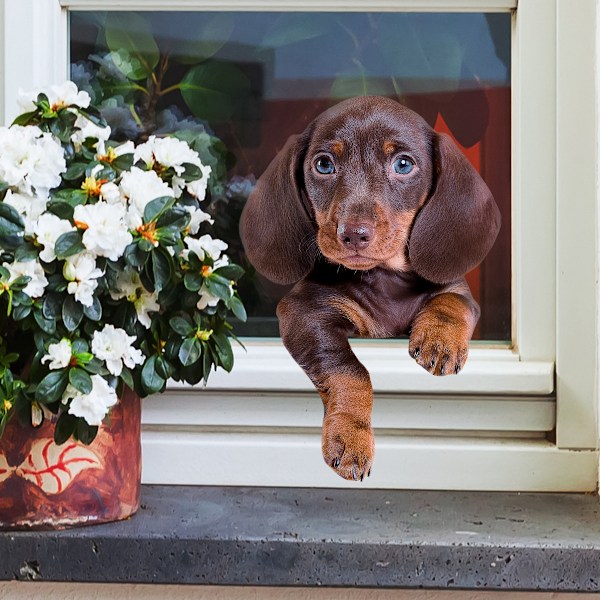 Søte Dachshund Pølse Hund Veggklistremerker  Wiener Hund Toalett Klistremerke – 3D Hund Bilvindu og Støtfanger Klistremerke