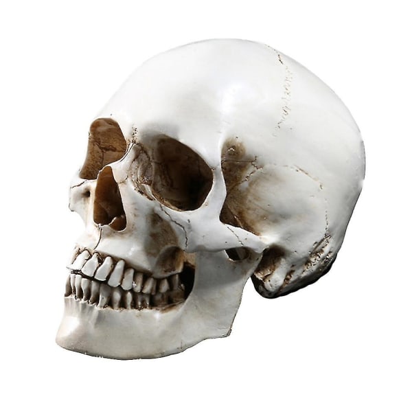 1:1 Människoskalle Modell Replika Harts Medicinsk Anatomisk Spårning Medicinsk Undervisning Skelettdekoration Staty